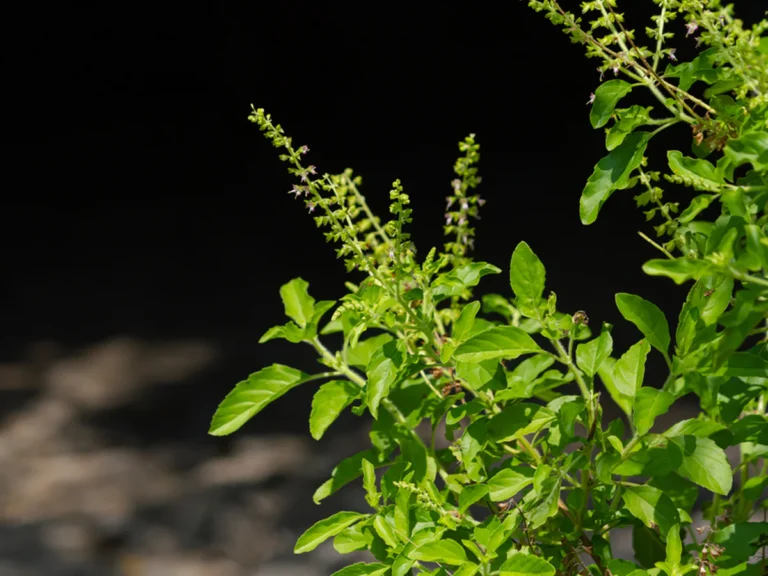 Tulsi Puja Niyam